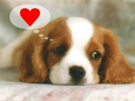 c vrais hta les chien kay haboo