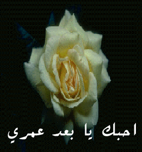 wa fahmi